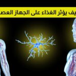 كيف يؤثر الغذاء على الجهاز العصبي؟