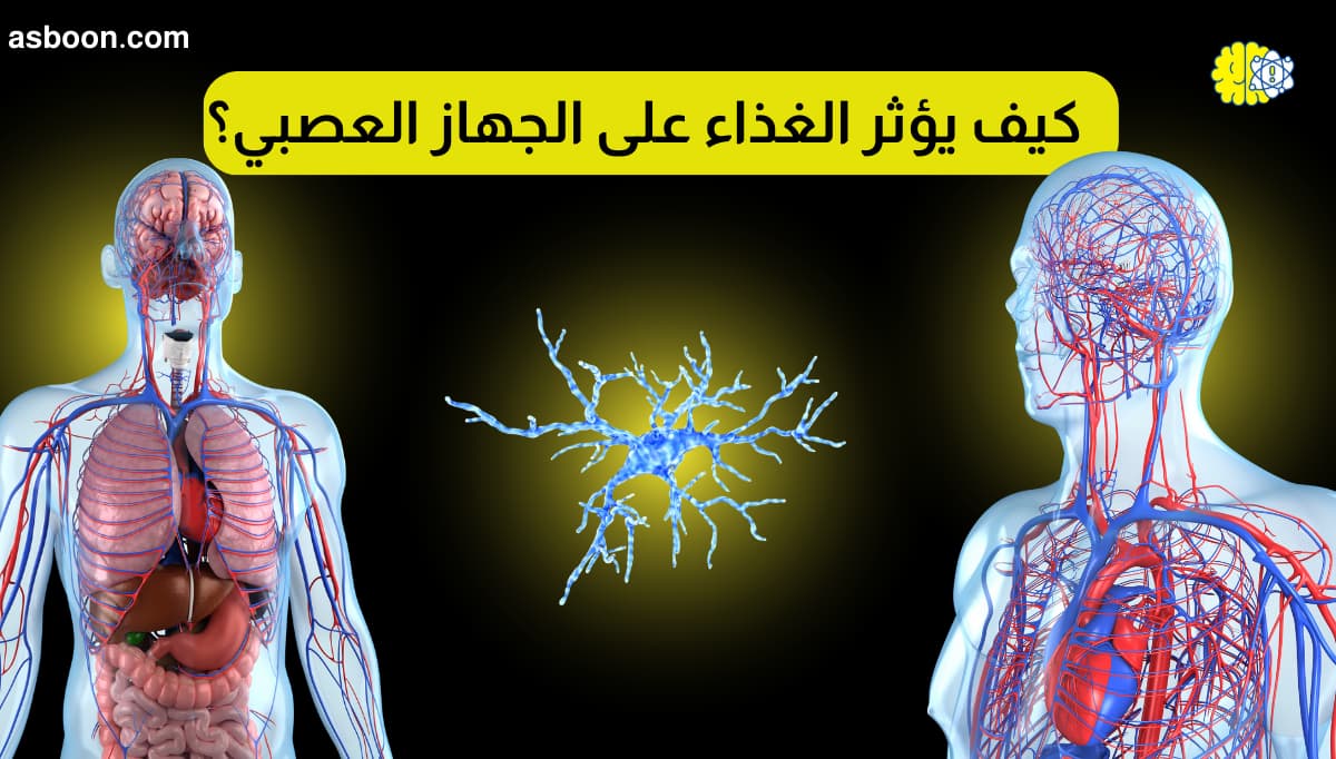 كيف يؤثر الغذاء على الجهاز العصبي؟